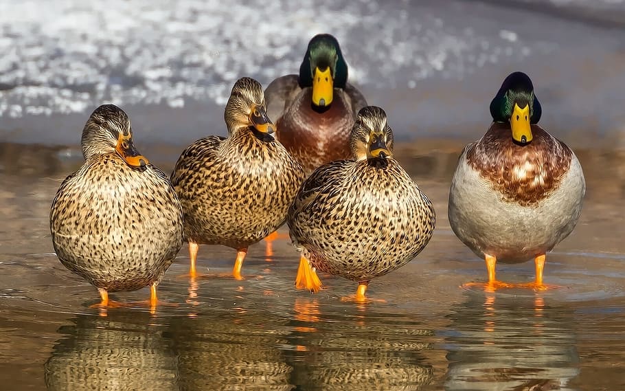flock, mallard ducks, duck, wild, mallard, animals, feathers, females, beak, bird