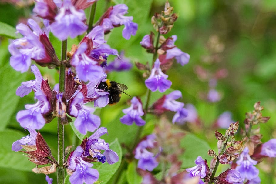 hummel, insect, blossom, bloom, nature, garden, plant, apinae, bee, sage