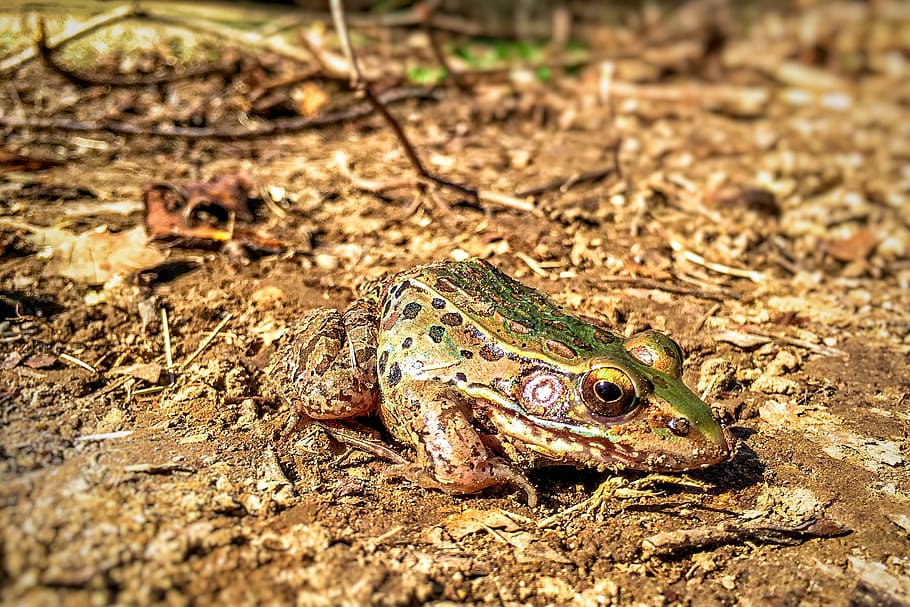Frog, Toad, The Question, iPhone 6, green and brown frog, animal, animal wildlife, animal themes, animals in the wild, one animal