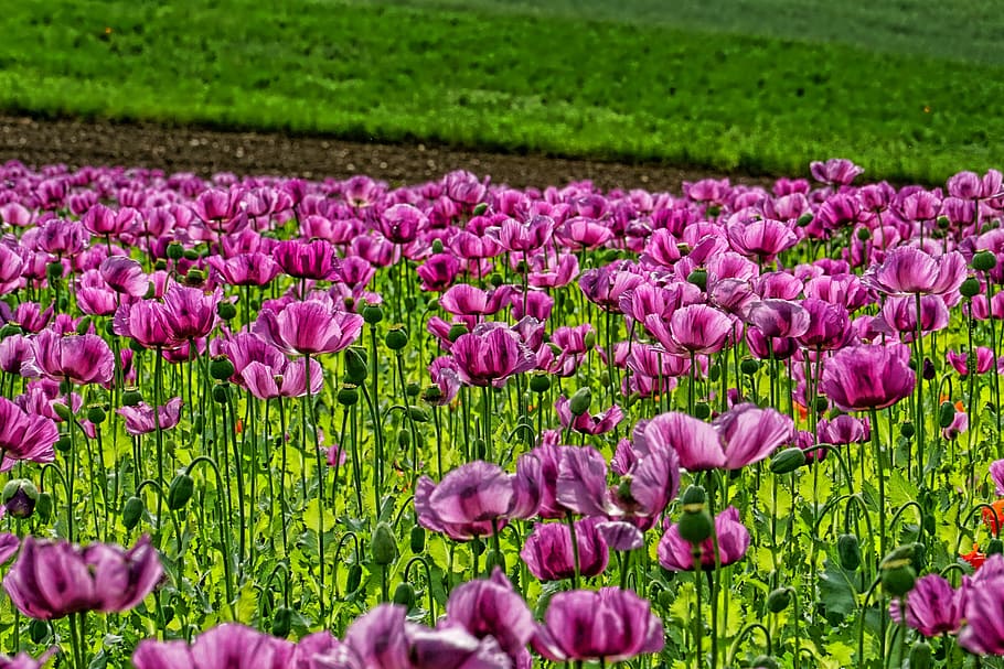 purple, petaled flower field, taken, daytime, field of poppies, opium poppy, thriving mohnfeld, poppy flower, spring, flower