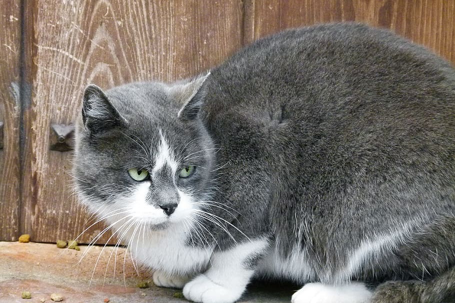 Приятная кошка. Кошки домашние животные серого цвета. Ницца кошка. A Grey Cat nice photo.