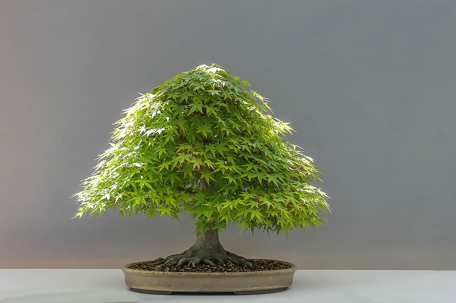 bonsai tree, Bonsai, Plant, Japan, Maple, Culture, japan maple, horticulture, japan garden, studio shot