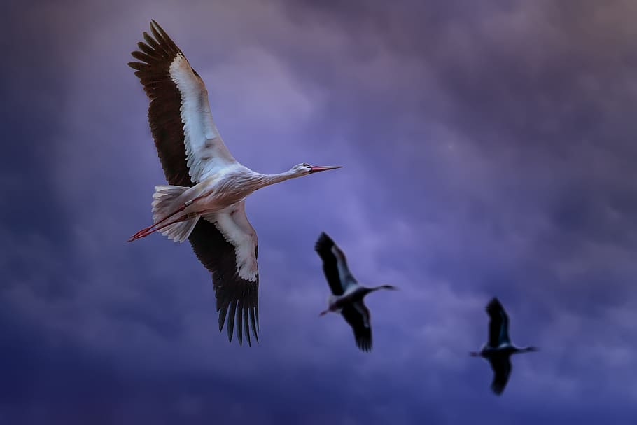 Bird, Clouds, Air, Fly, threatening sky, animals, heaven, migration, nature, stork
