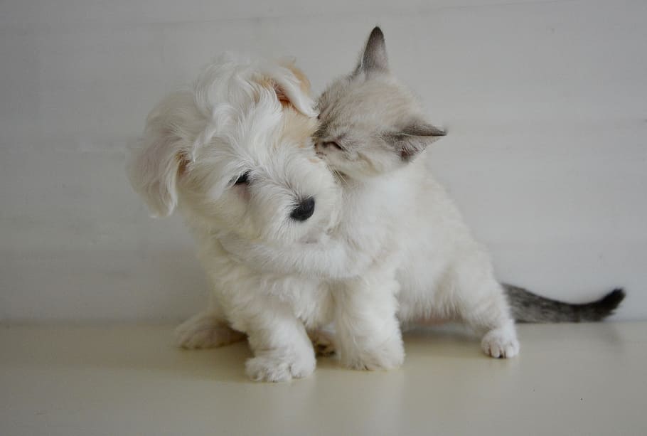 short-coated, white, puppy, cat, focus photo, kiss, kisses, puppy kitten, dog cat, tenderness