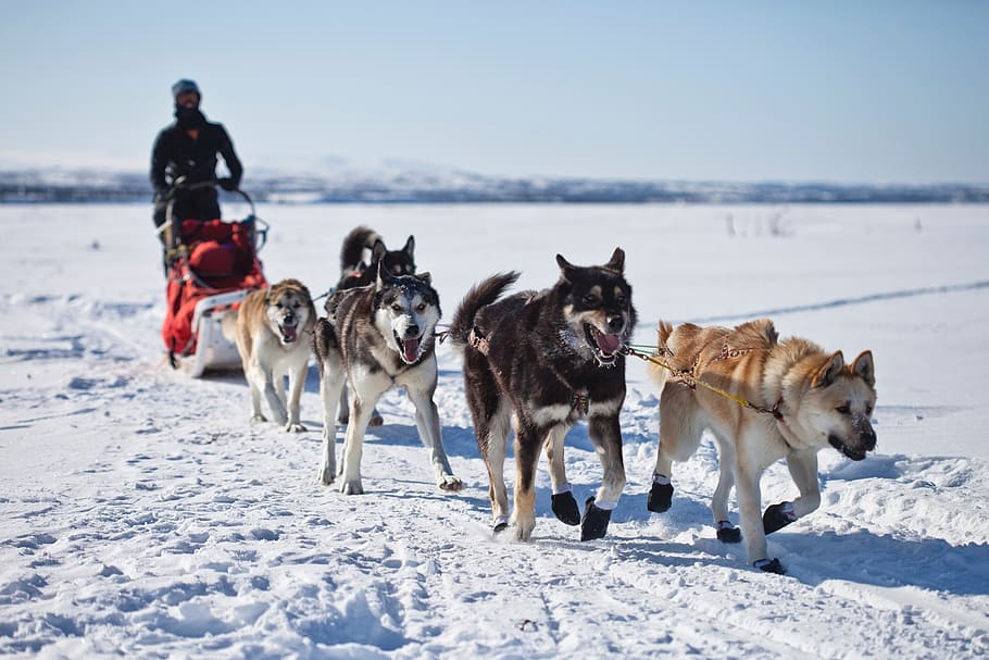 five, brown, black, dogs, snow, daytime, sled, team, dogsled, teamwork