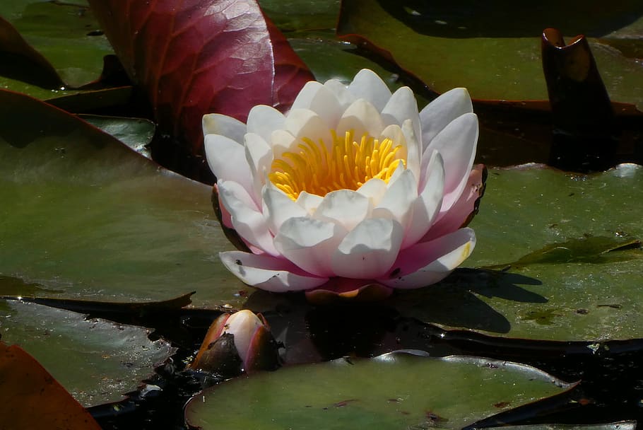 water lily, ditch, flower, summer, bloom, water plant, white, petals, flowering plant, plant