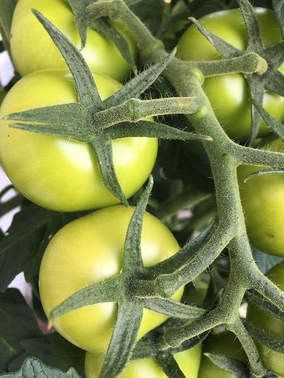 fried green tomatoes, tomato, immature, food, fruit, leaf, plant, grow, self catering, green