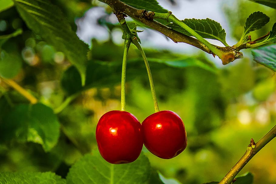 two, red, cherries, tree branch, fruit, summer, food, food and drink, healthy eating, plant