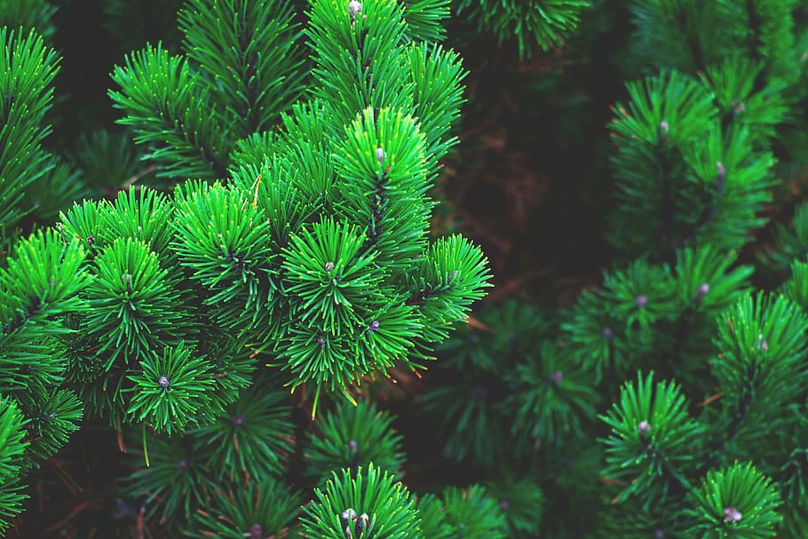 green leaves plants, pine, plant, tree, branch, needles, conifer, pine needles, pine green, siberian dwarf pine