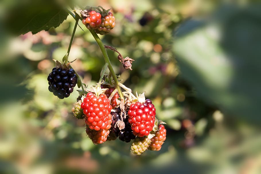 blackberry, matang, belum matang, merah, hitam, alam, memetik, manis, buah, lezat
