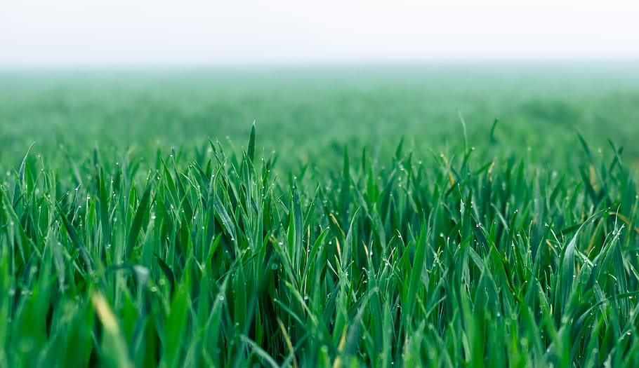 field, cereals, fog, green, sowing, agriculture, cornfield, close up, spring, plant
