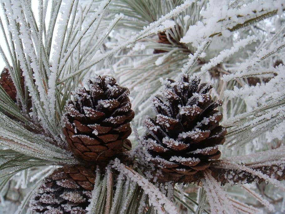 pinecones, covered, snow close-up photo, winter, frost, snow, ice, pine needles, fir, spruce