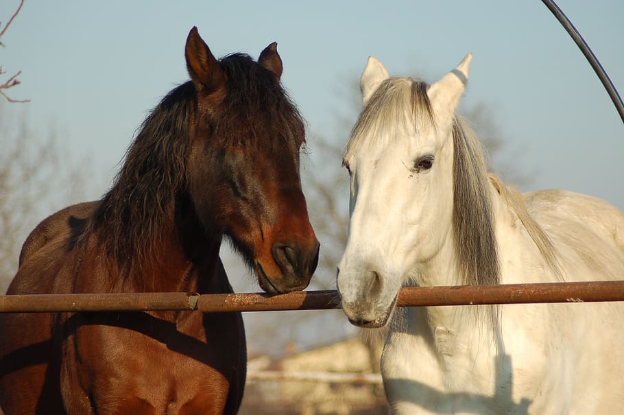 caballo, caballos, escuela de equitación, animales, animal, equitación, equino, mamífero, melena, ganado