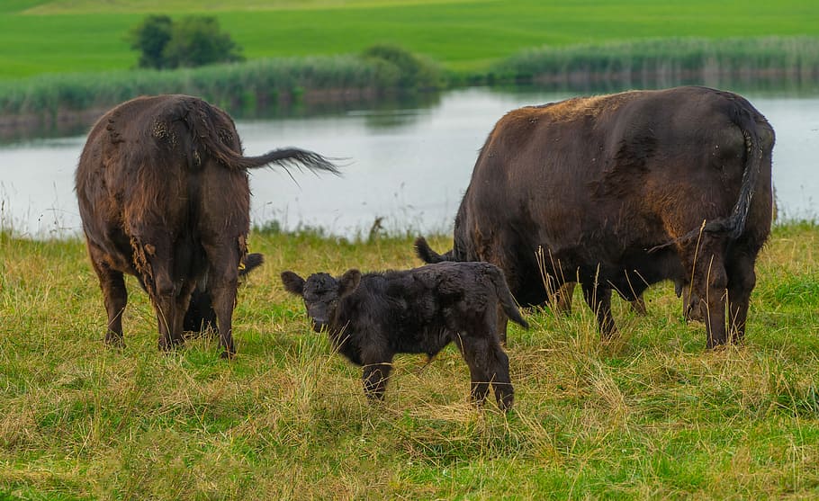 Animals, Cattle, Agriculture, Cow, baby, pasture, calf, livestock, wildlife photography, summer