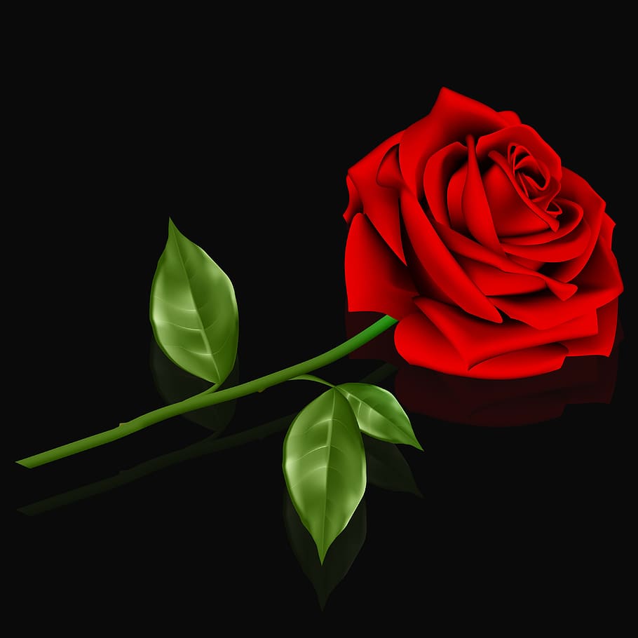 bunga, cinta, rosa, daun, tanaman, mawar merah, romantis, berdedikasi, latar belakang, latar belakang hitam