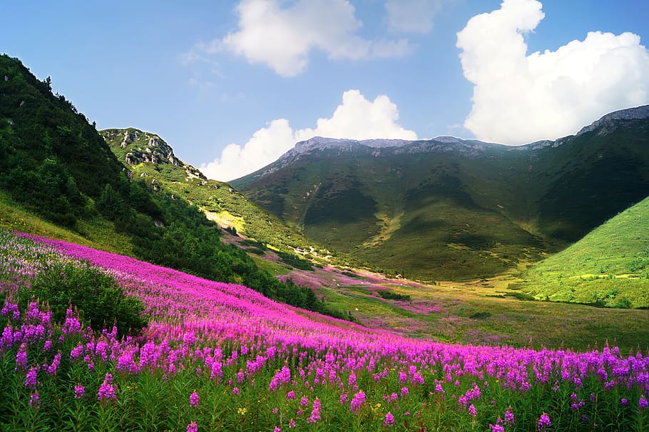 slovakia, tatras tinggi, la, pemandangan, alam, gunung, hiking, keindahan di alam, bunga, pemandangan - alam