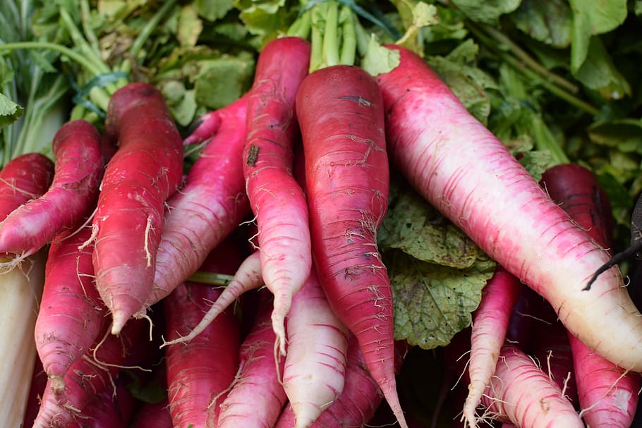 radish, rotsak, vegetable, root vegetable, human hand, carrot, food and drink, close-up, healthy eating, human body part
