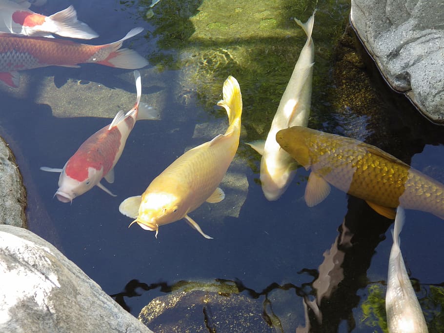 оранжевый, белый, рыба кои, плавание, вода, кои, рыба, пруд, японский сад, природа