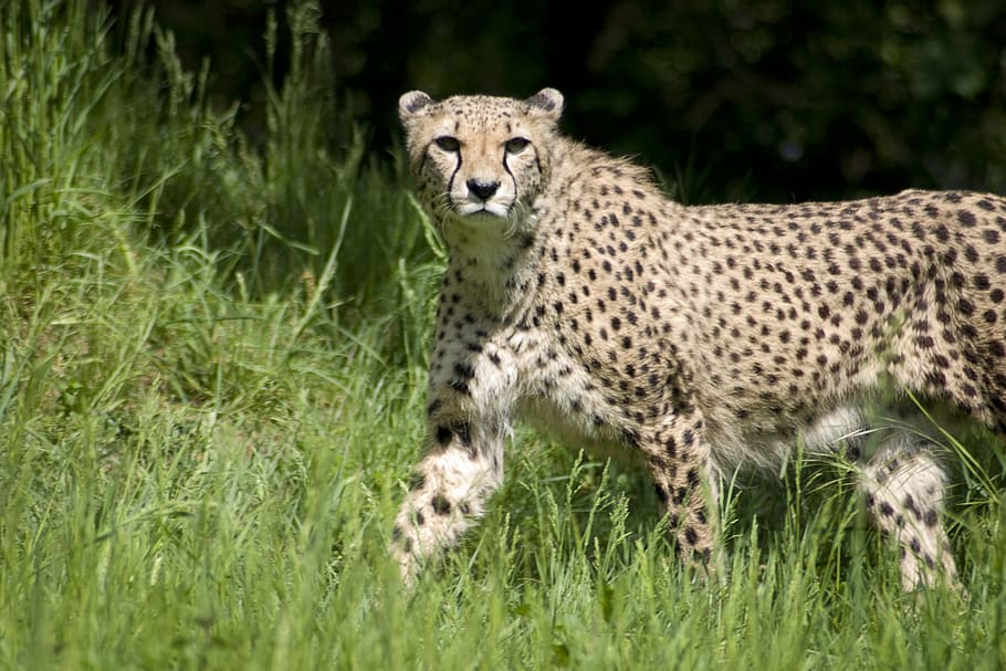 cheetah, predator, kucing, bulu, rambut, pola, titik, kecepatan, cepat, hewan