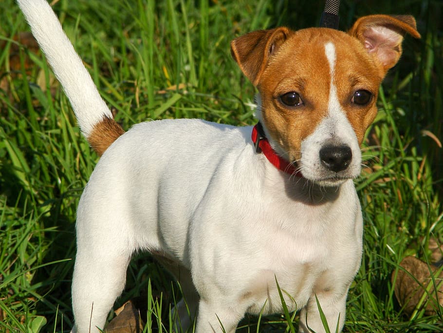 dog, jack russell terrier, puppy, animal themes, canine, one animal, animal, domestic, pets, grass