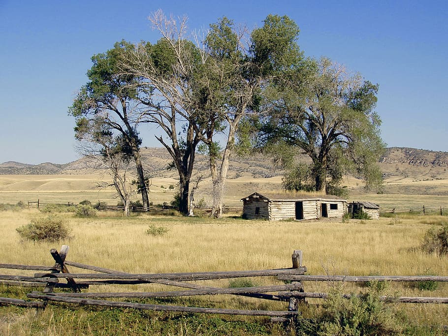wyoming, meadow, grass, trees, landscape, old, building, fence, tree, plant