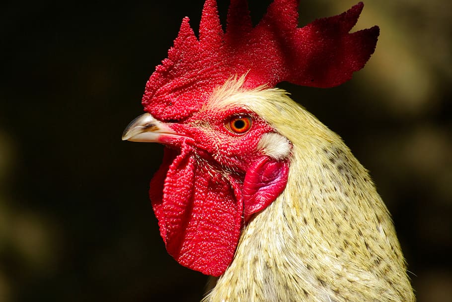 gallo, hen, chicken, animals, farm, peak, pen, rural, crest, field
