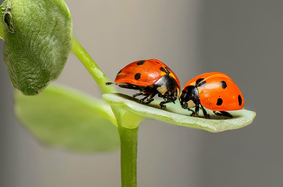 closeup, two, orange-and-black ladybugs, ladybugs, ladybirds, bugs, insects, couple, love, nature