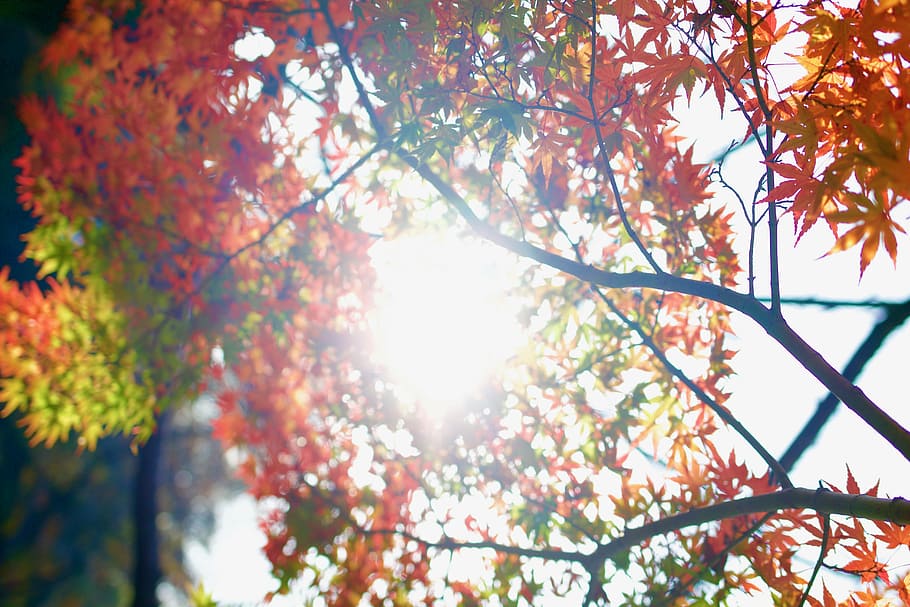 オレンジ, 緑, 葉, 木, 植物, 自然, 秋, 空, ぼかし, 太陽の光