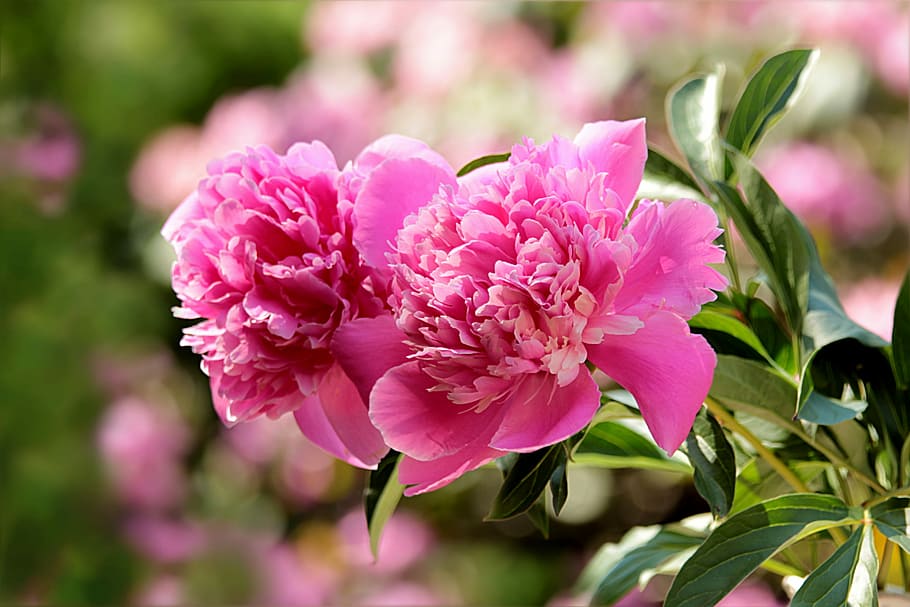 close, photography, pink, carnation flowers, nature, plant, flower, peony, paeonia, pretty