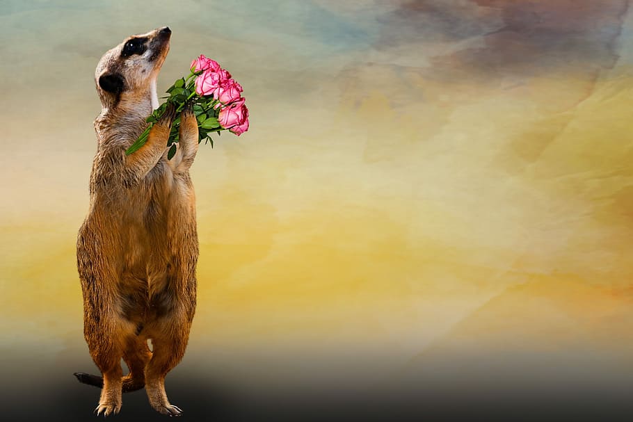 brown, meerkat, holding, bouquet, pink, rose, animal, thank you, greeting card, love