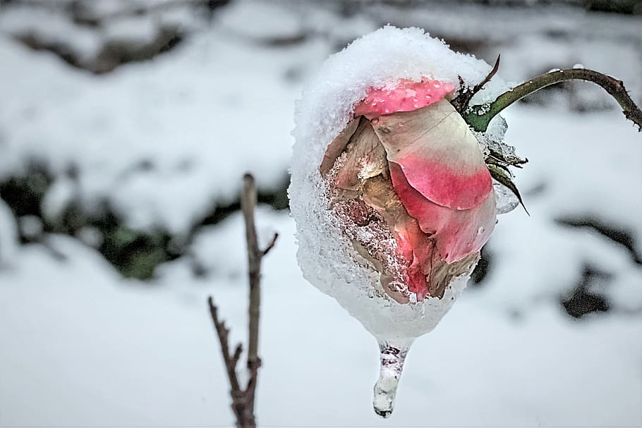rose, anemone blanda, winter rose, cold, snow, winter, transient, iced, snow landscape, crystal