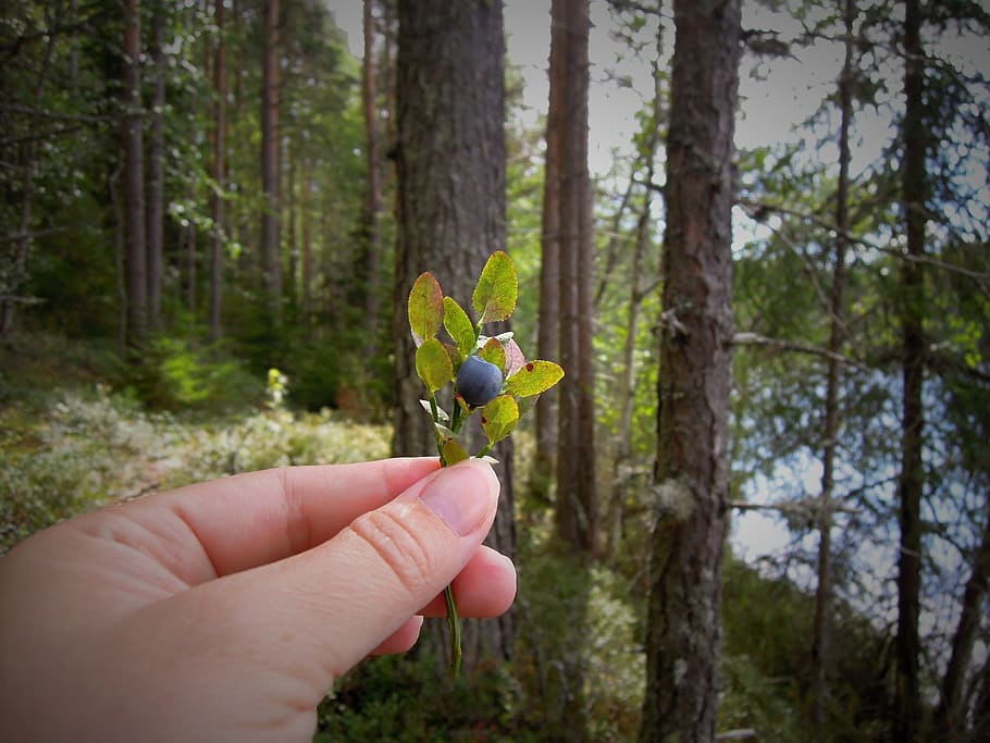 Blueberry, Twig, Hand, Forest, blueberry twig, berry, finnish, human hand, human body part, one person