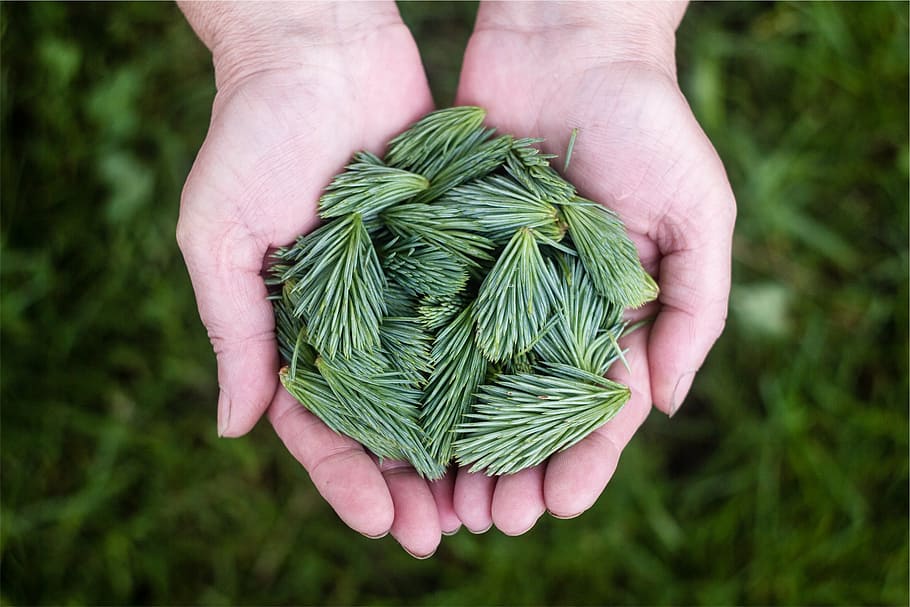 hand, filled, pine tree, leaves, person, holding, pine, tree, hands, green