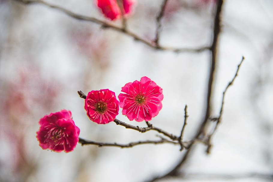 selectivo, fotografía de enfoque, rojo, flor de pétalo, flor de ciruelo, tinta, viento de China, ciruela roja de tres flores, fase fase abrazo, flor