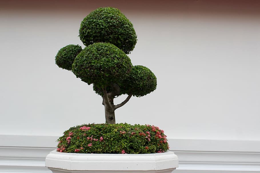 planta de bonsai, blanco, pared, bonsai, árbol, bäumchen, verde, hojas, crecer, planta en maceta