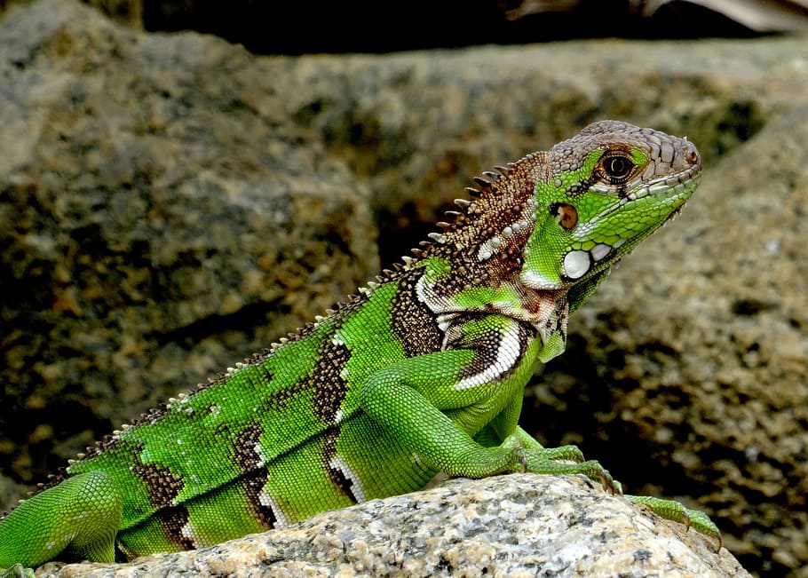 Iguana, Caribe, Verde, Lagarto, reptil, animal, criatura, iguana verde, naturaleza, escamosa
