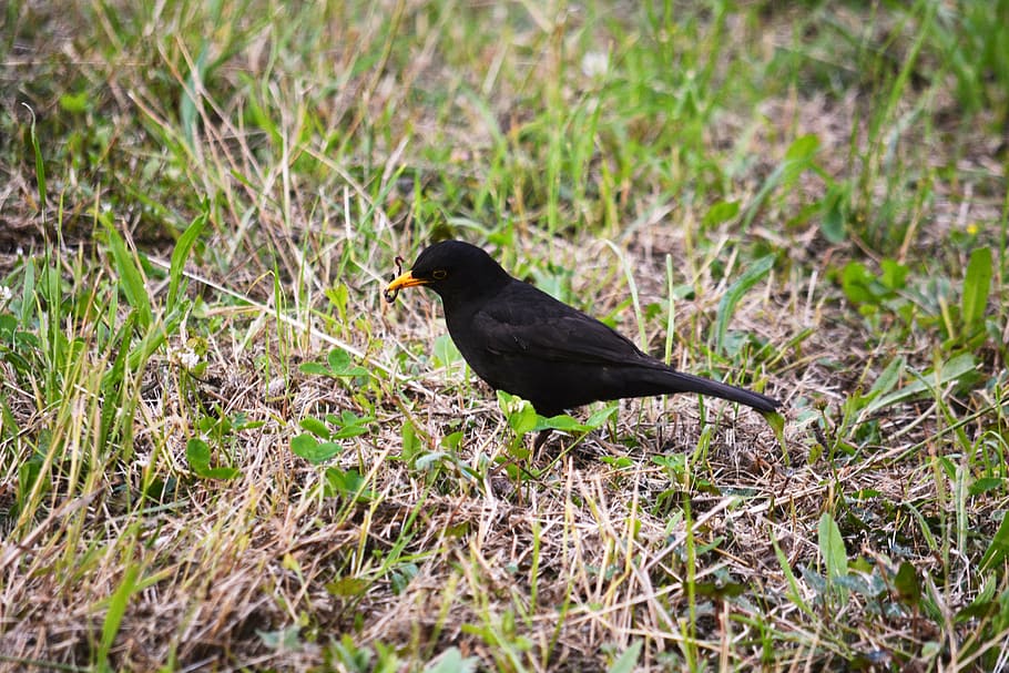 Черные птички на каждой. Птичка черный верх коричневый низ. Птицы Псковской области черные. Серая птица с черным ошейником.