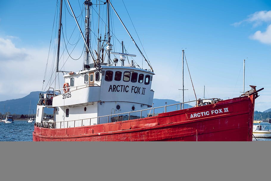 arctic fox, ship, vessel, arctic, sea, ocean, water, exploration, transport, cargo