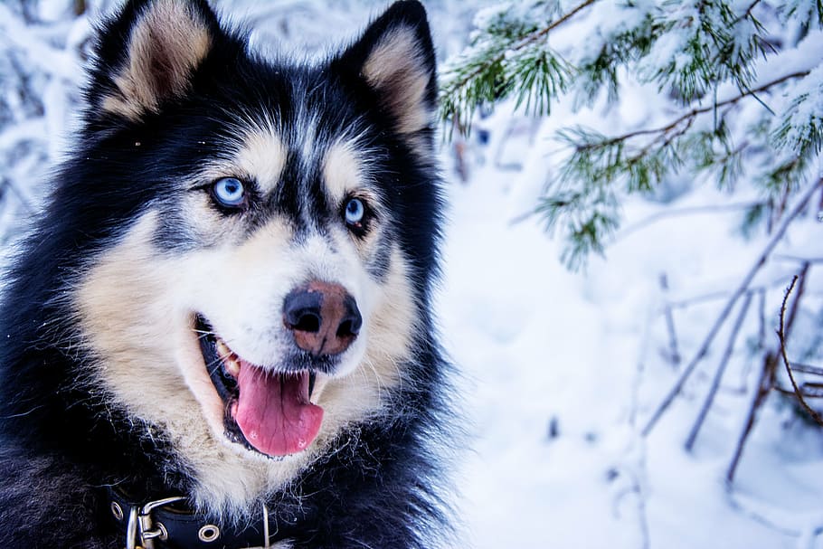 preto, malamute do Alasca, fotografia, husky, cachorro da neve, cachorro de trenó, animal, peles, cachorro, olhos azuis