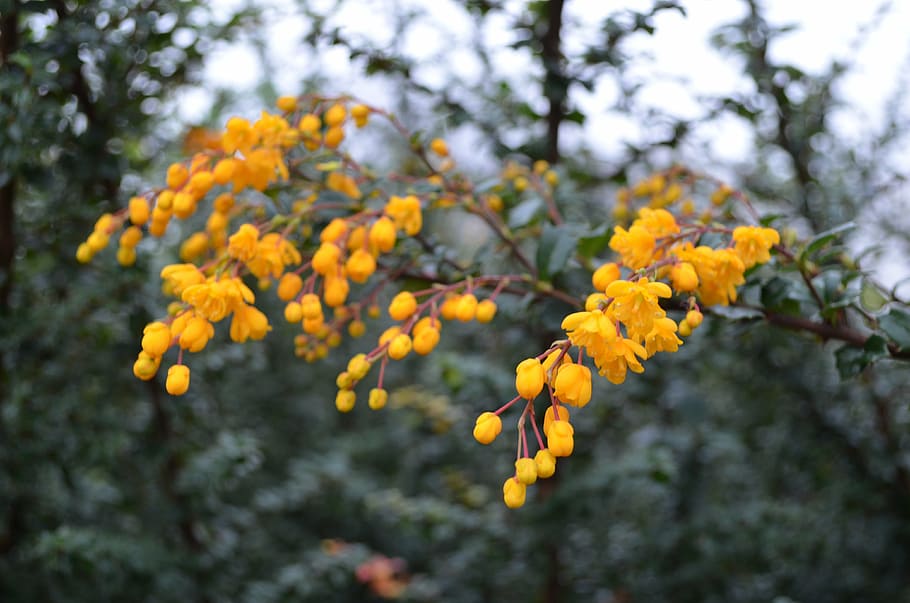 yellow, flowers, bunch of flowers, trees, branches, blooms, blooming, tiny, small, fleurs
