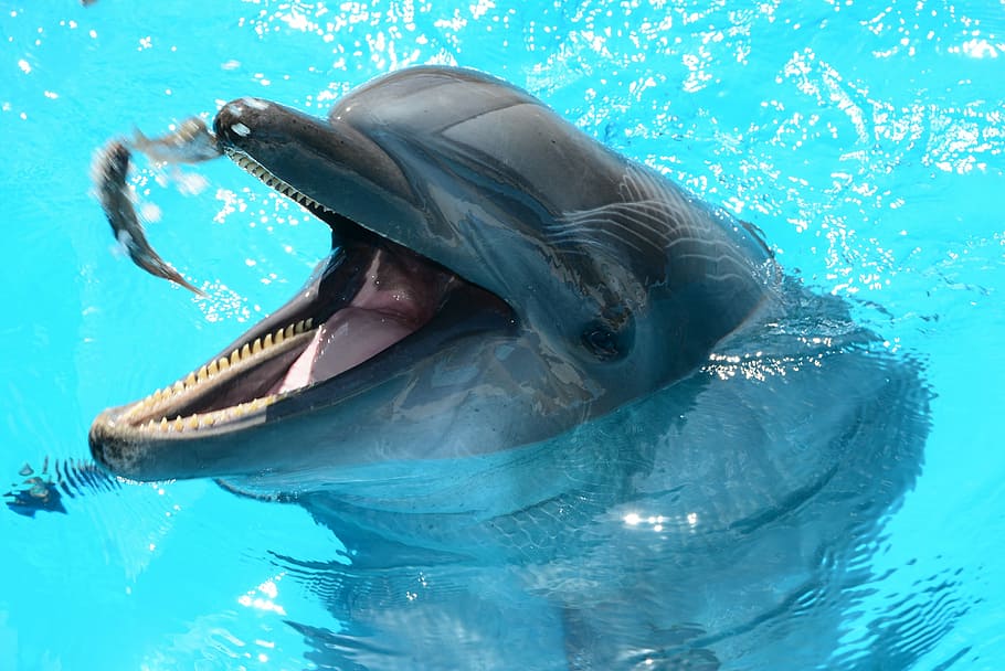 gray, dolphin, swimming, pool, dolphins, marine life, fish in water, oceanic, fish, mammals