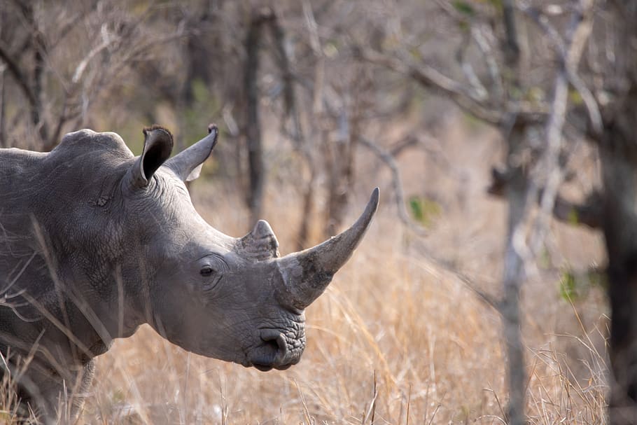 rhino, south africa, kruger national park, portrait, nature, safari, animal, animal world, africa, wild