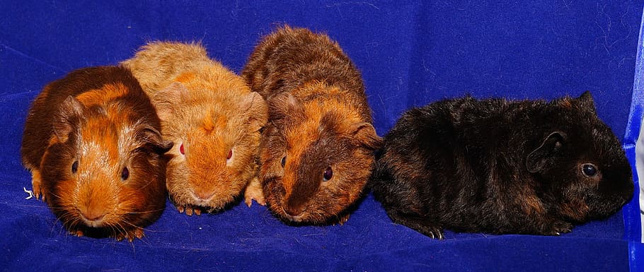 Guinea Pig, Lucu, Bulu, Nager, binatang muda, kecil, manis, muda, hewan pengerat, hewan peliharaan