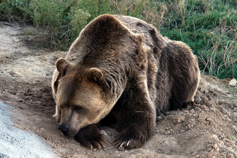 brown bear, grizzly bear, grizzly, bear, predator, wild animal, dangerous, animal wildlife, animal, mammal