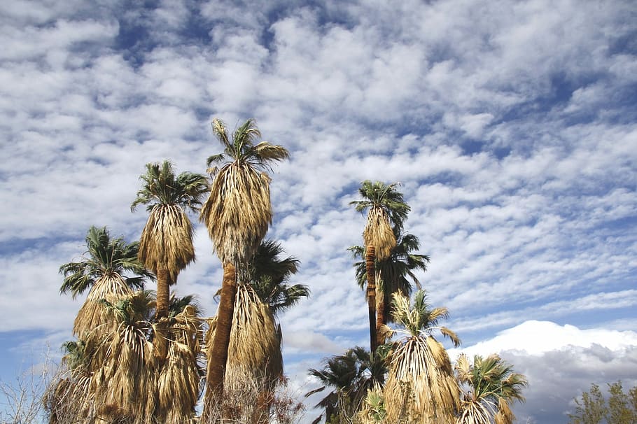 fan palm trees, Fan Palm, Palm Trees, Oasis, Mara, oasis of mara, joshua tree national park, california, usa, clouds