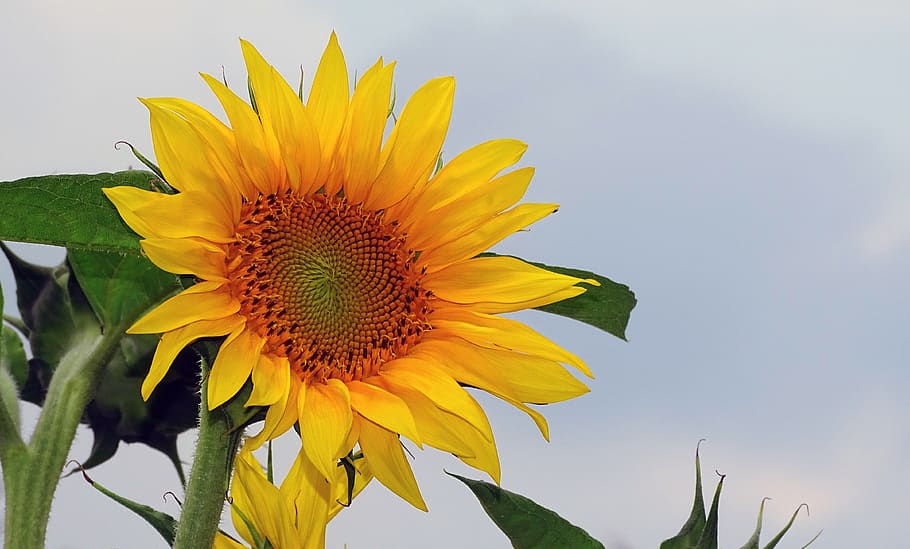 sunflower, helianthos, yellow, blossom, bloom, sunflower seeds, garden, summer garden, linoleic acid, summer flower