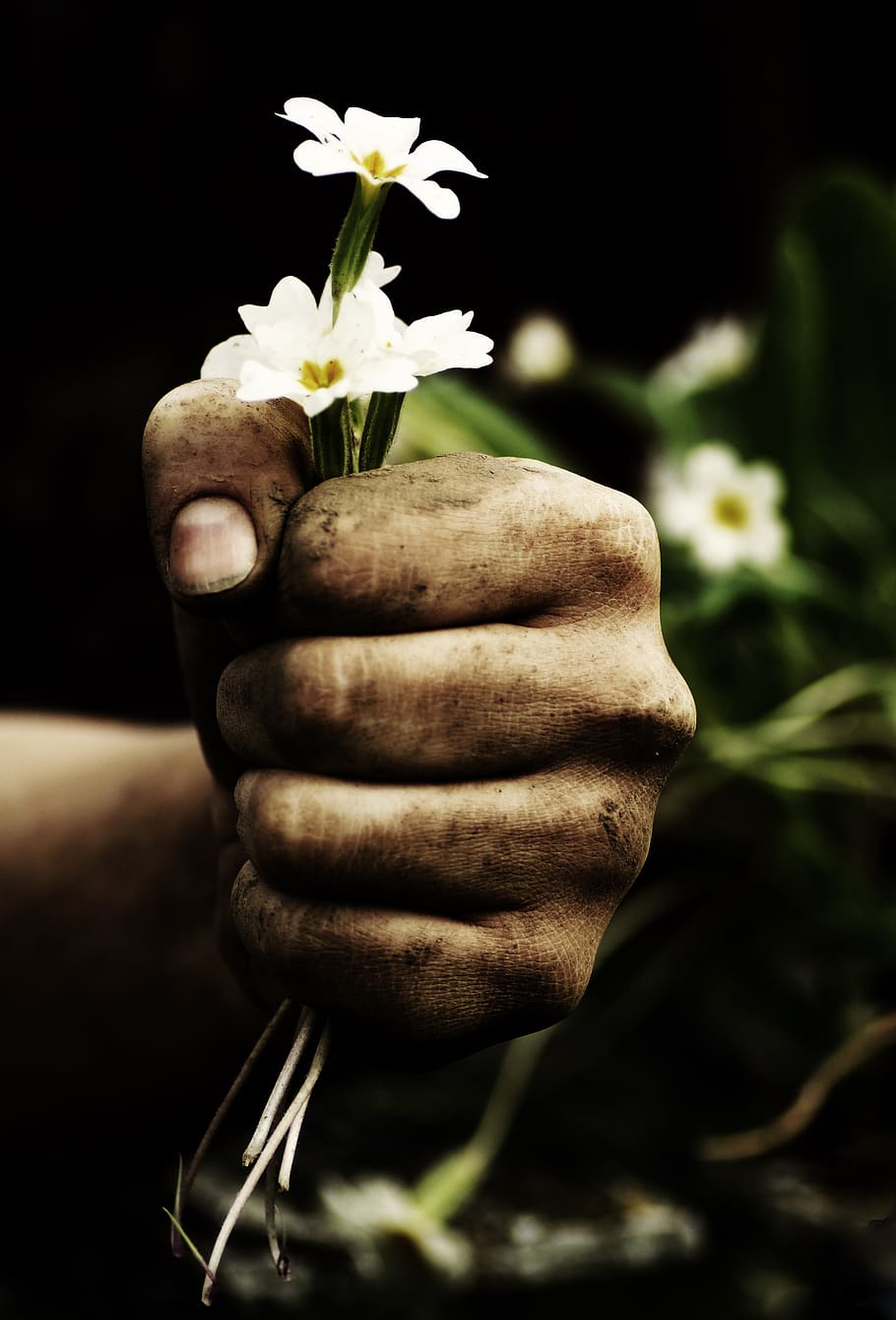 thank you, flower, plant, human, hand, dirty, gardener, gardeners, nature, white