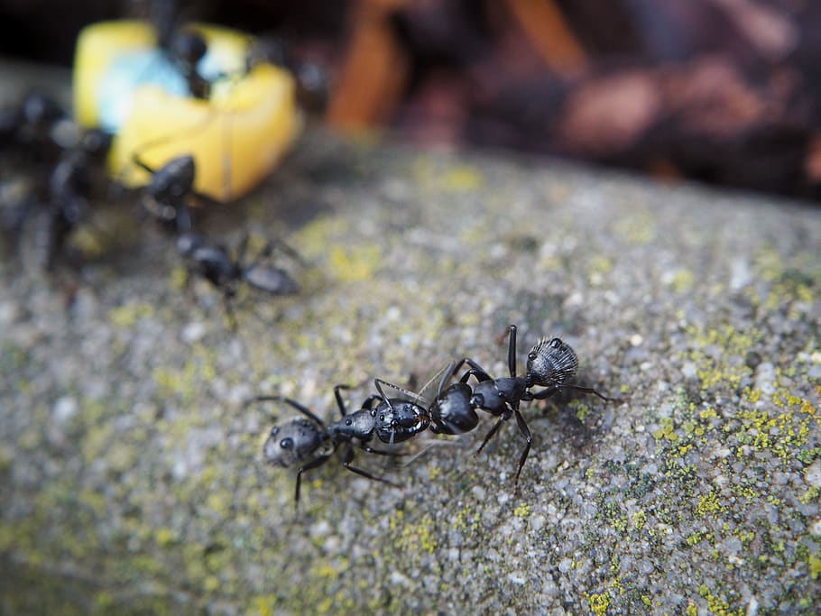 ant, ants, eat, insect, nature, close up, animal, ant population, garden, funny