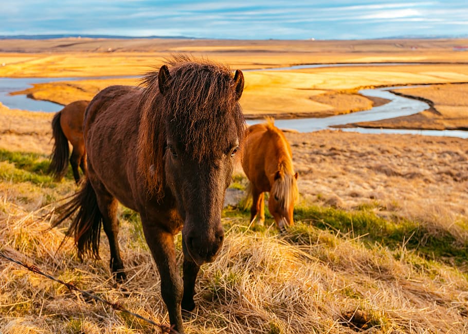 three, horses, field, green, grass, outdoor, horse, animal, nature, river