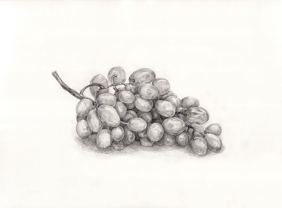 esboço de uva, uva, pintura, desenho, tiro do estúdio, fundo branco, natureza morta, comida, dentro de casa, comida e bebida